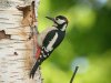 Great Spotted Woodpecker at Belfairs Woods (Steve Arlow) (121335 bytes)